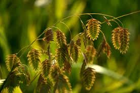 Image result for Chasmanthium latifolium