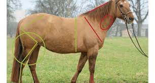 Diese papiere brauchen sie zur registerierung von pferden pferdepass & co: Service Pferdekaufvertrag Zum Download Cavallo De