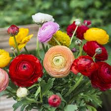 Flower bulbs are an easy way to boost the amount of color in your yard and garden. Ranunculus Asiaticus Aviv Mix