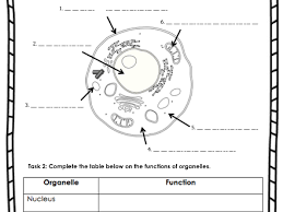 Write down which lollies you used to represent each organelle. Animal Cells Worksheet Teaching Resources
