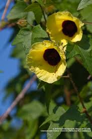 Image result for Hibiscus vitifolius