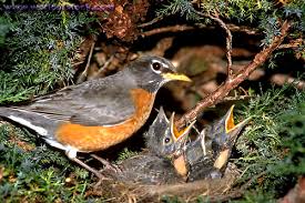 Robin hood had a twin sister who was a main character since season one? Dangerous Of Wild Animals Robin