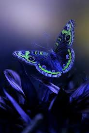 Ebru Adli Kullanicinin Butterflies Panosundaki Pin Hayvan Kelebekler Hayvanlar