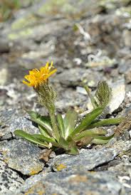 Image result for Crepis
