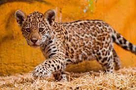Jaguar For Sale