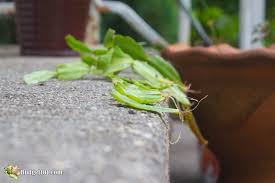 But, by following proper watering, light and. How To Keep A Christmas Cactus Alive Make It Thrive