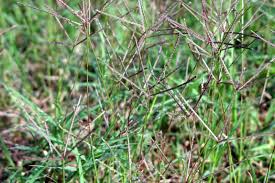 Image result for Cynodon incompletus