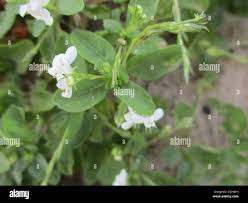 Image result for Justicia exigua