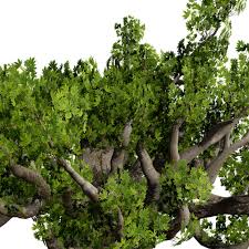 Image result for Sterculia africana