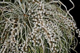 Image result for Microcoelia stolzii