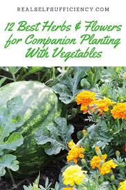 Pair rosemary, carrots, and onions; 12 Best Herbs And Flowers For Companion Planting With Vegetables