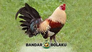 Ayam Betet Bali Betet Ayam Bali