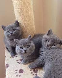 British Shorthair Kittens 45 Days Old Beautiful Blue Color Dm Serious Inquires British Blue Cat British Shorthair Kittens British Shorthair Kitten