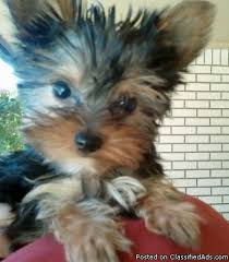 Akc yorkie puppies for sale accepting reservations on yorkie puppies, summer sale price $1200 as a pet for traditional color and parti yorkies are $1500 ! Tiny Female Yorkie Puppy For Sale Price 350 For Sale In Oklahoma City Oklahoma Best Pets Online