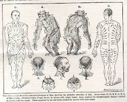 Jf Ptak Science Books Maps Of Human Hair Streams 1902 Hair Flow Hair Growth Patterns Human Hair Growth