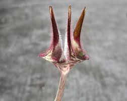 Image result for Ceropegia nilotica