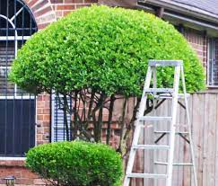 The company sent out emails if there was going to be a planned delay due to weather but otherwise always arrived and cut our lawn on our scheduled day. Viana Lawn Care Landscaping Services In Clifton Virginia 20124
