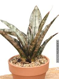 Image result for Kraussia kirkii