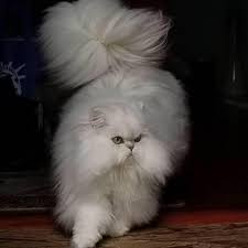That's it, you are done here are 30+ images for facebook timeline which are divided into categories and you can choose the image of your own. Cute And Funny Animals Home Facebook