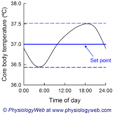 Physiology Graph Circadian Rhythm Of Core Body Temperature