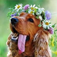 101 Nature Inspired Dog Names Cute Animals Dog Names Animals