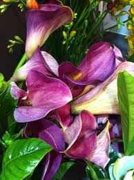 Check spelling or type a new query. Purple Peace Lilies Lilien Calla