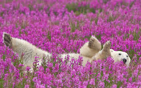 Heb je moeite om na het weekend de maandagmiddag door te komen? Dieren Achtergronden En Foto S Mooie Achtergronden