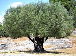 Table Olives Kalamata Pdo A Mixed Blessing These Days Olive Tree Tree Plants