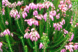 Image result for Erica wildii