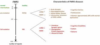 Frontiers Of Men And Mice Modeling The Fragile X Syndrome