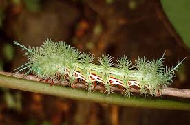 At any one time, because of weather conditions, mutation to a virulent form, or emergence of resistance to chemical control, a pest will surge into prominence unexpectedly. Questions And Answers About Biodiversity Rainforest Rescue