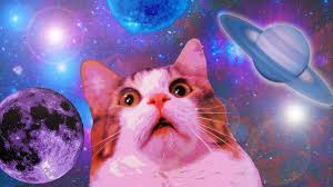 Search more hd transparent cat meme image on kindpng. 11 Min Of Dank Cat Memes Funny Cat Wallpaper Cat Wallpaper Cat Memes