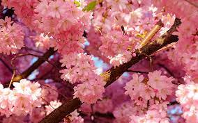 Missouri Cherry Blossom Festival Pink Flowers Wallpaper Pink Flowers Background Flower Desktop Wallpaper