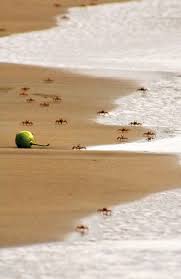 Cangrejos En Nuqui Choco Outdoor Fauna Waves