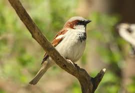 Birds Of East Texas Book House Sparrow Male Backyard Birds Bird Book Birds