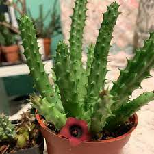 After recently sharing how to create mini marbled painted pots, i wanted to follow that post up with a little something about caring for the cacti inside them. Huernia Schneideriana Red Dragon Flower Complete Care Guide Indoor Home Garden