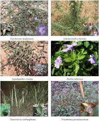 Image result for Aizoaceae