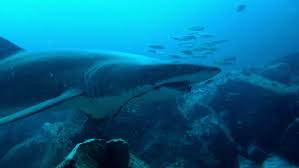 Pertenece a la misma familia que los geckos y como curiosidad puede beber agua a través de la piel. Tiburones En Aguas Uruguayas Una Presencia Muy Comun Pero Que Pasa Desapercibida Teledoce Com