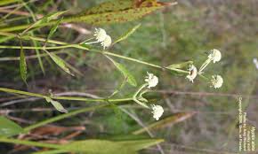 Image result for Hyptis