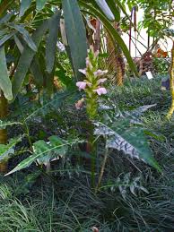 Image result for Acanthus montanus