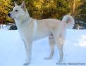 Canaan Dog Breed Information, Pictures, Characteristics ...