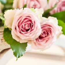 A gift of these flowers conveys the hidden meaning of. June Birth Flower Birthday Flowers From Eflorist Co Uk