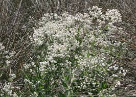 Image result for Cheirostylis lepida