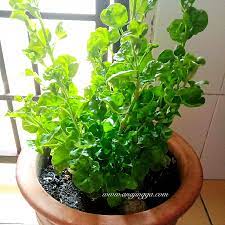Bagi yang nak jimatkan ruang tanah, ikut cara pn zainol yunus‎ ini dengan menggunakan botol plastik terpakai untuk tanam bayam brazil. Cara Tanam Bayam Brazil