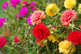 Beautiful white set painted with moss roses, greenery and gold trim. Portulaca Grandiflora Moss Rose