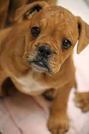 Thankfully, a boxer is one of the most trainable dog breeds and often excel at any task put before them. Boxer Dog For Adoption In Phoenix Az Adn 811051 On Puppyfinder Com Gender Female Age Baby Boxer Dogs Animals Beautiful Dog Love
