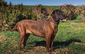 Der bayerische gebirgsschweißhund ist ein mittelgroßer (bis 52 cm), etwas langgestreckter hund mit kräftigen läufen. Bayerischer Gebirgsschweisshund Agila