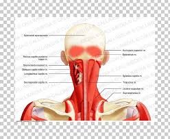 Each of the muscles neck and shoulder muscles diagram muscles of neck anterior view dental hygiene pinterest anatomy. Head And Neck Anatomy Splenius Capitis Muscle Posterior Triangle Of The Neck Png Clipart Anatomy Arm