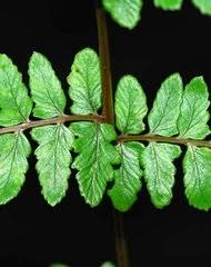 Image result for Athyrium lewalleanum