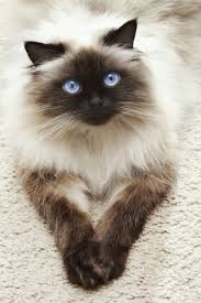 Birman Ragdoll Mix Kittens For Sale Pin Ot Polzovatelya Julia Gray Carswell Na Doske Animals We Are Siamese Tovary Dlya Zhivotnyh Sumasshedshie Koshki Milye Kotiki
